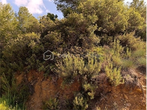 terrain agricole à la vente -   66720  TAUTAVEL, surface 3170 m2 vente terrain agricole - UBI472497506